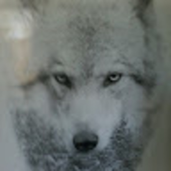 Meet your Posher, Max - Picture 1 of 1